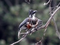 ek is mooi  Gaint Kingfisher - Frieda Prinsloo 2014 : frieda